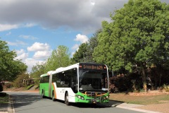 Bus-519-Ivo-Whitton-Circuit